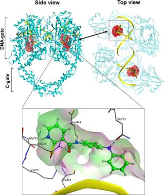 Discovery of New Catalytic Topoisomerase II Inhibitors for Anticancer Therapeutics